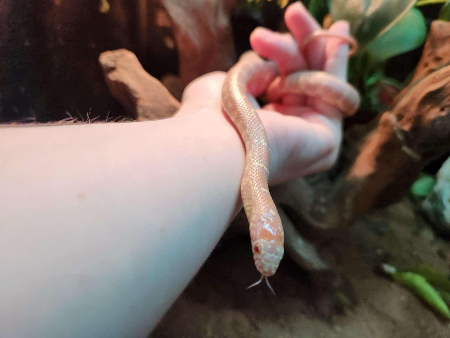 Albino Florida Kingsnake