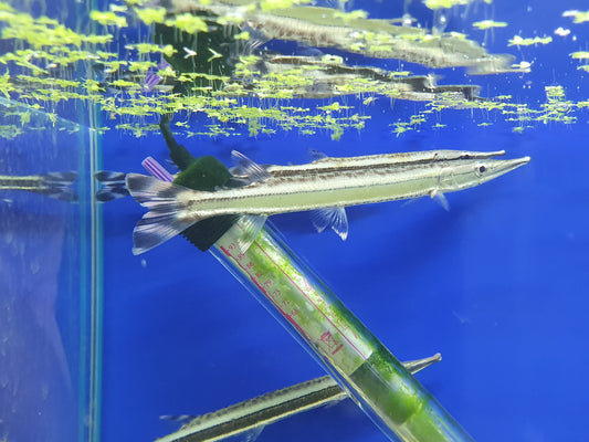 Stripped gar (characin)