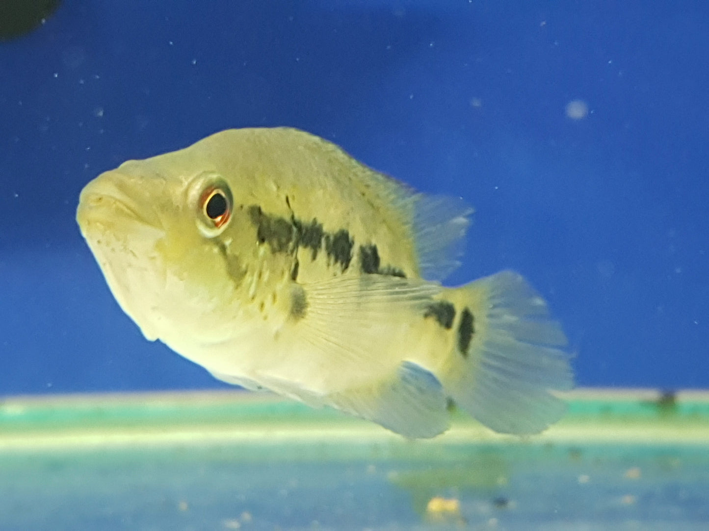 Wolf Cichlid Parachromis dovii