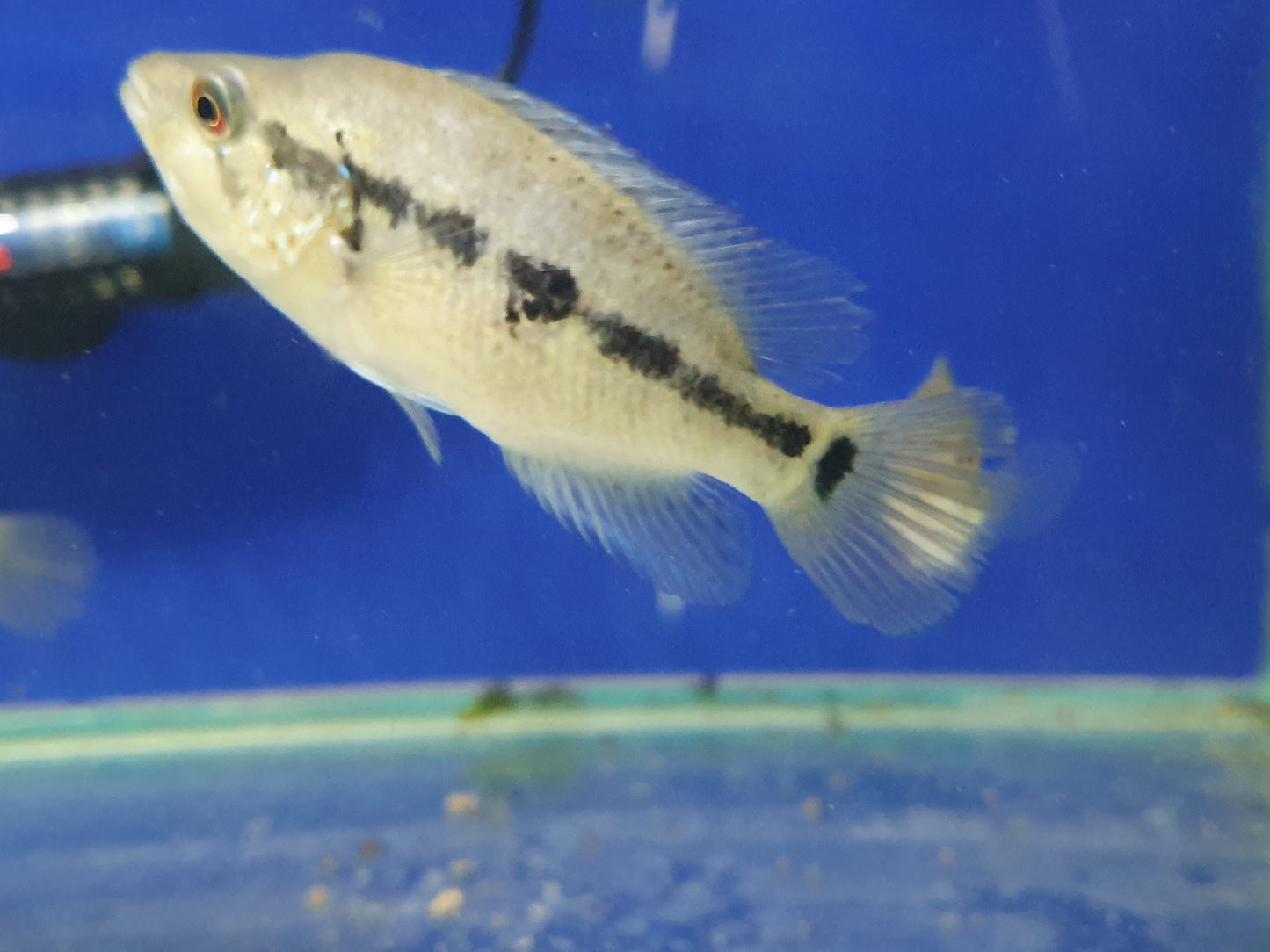 Wolf Cichlid Parachromis dovii