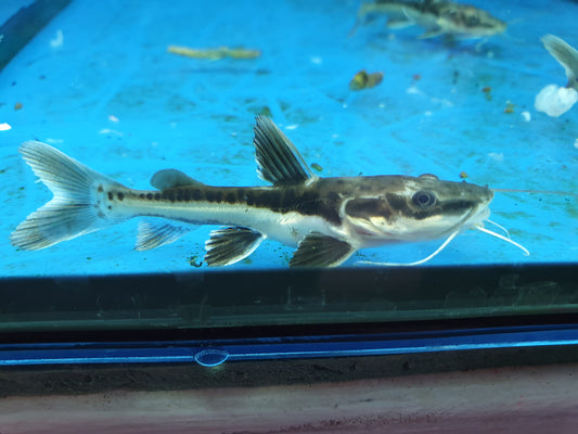 Shovelnose x redtail catfish hybrid