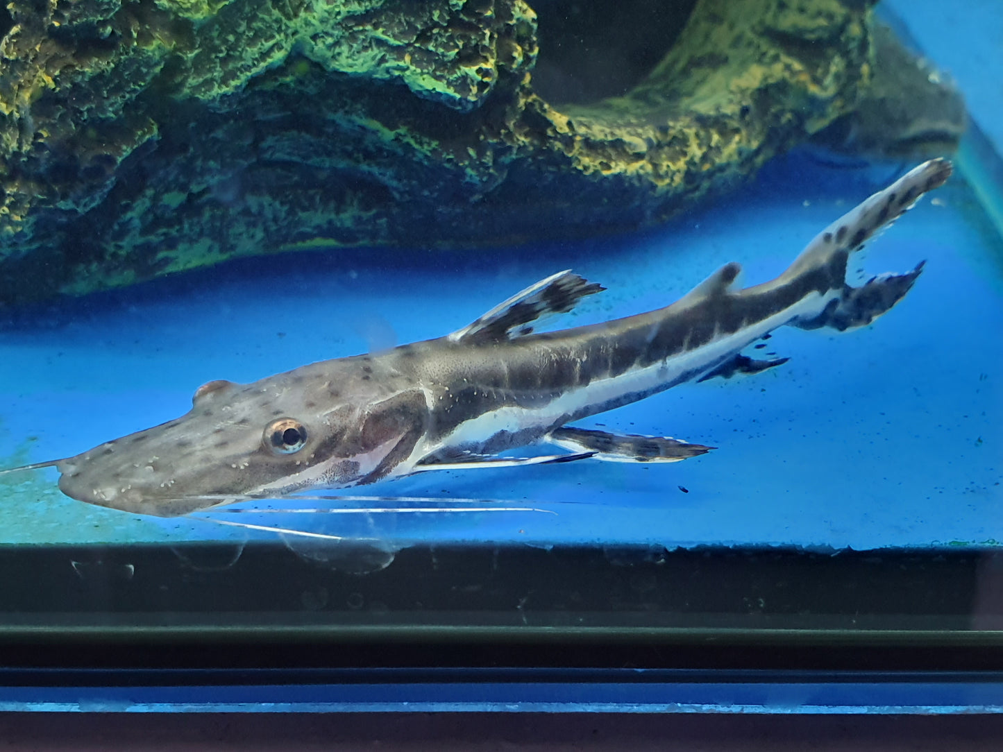 Tiger shovelnose catfish