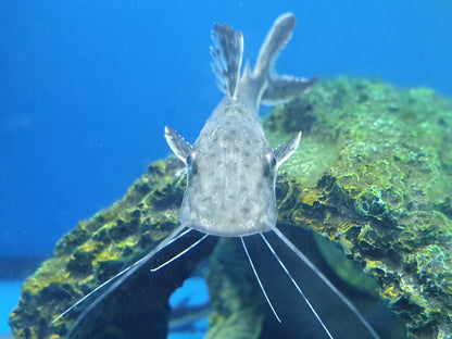 Tiger shovelnose catfish