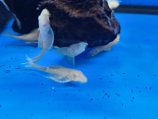 Longfin lemon bristle nose pleco