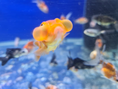 Celestial eye goldfish 2-3inch