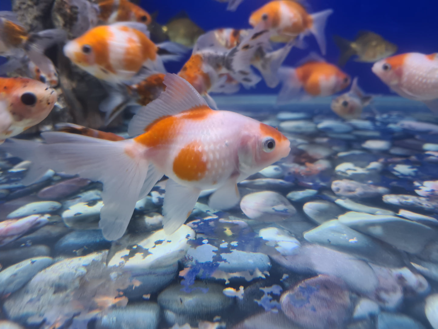 Pearlscale goldfish 2-3inch