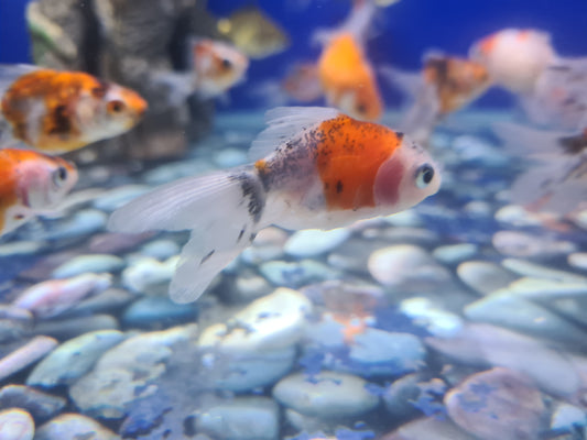 Calico oranda