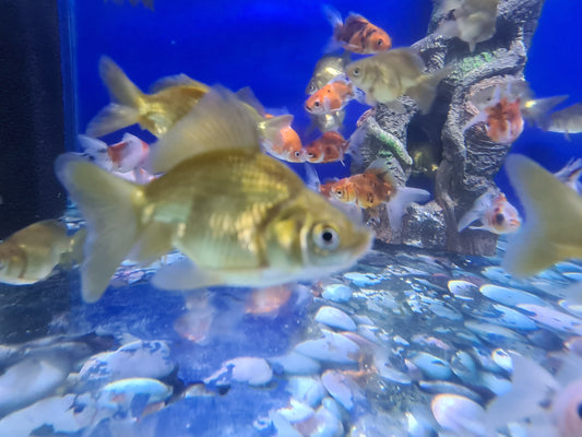 Chocolate oranda 2-3inch