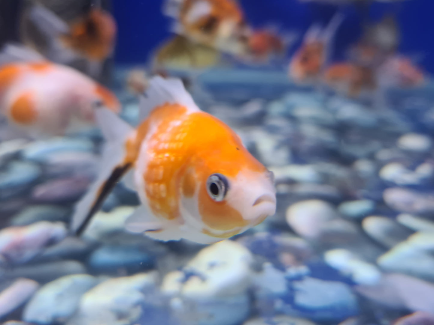 Pearlscale goldfish 2-3inch