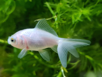 white oranda fantail goldfish 2-3