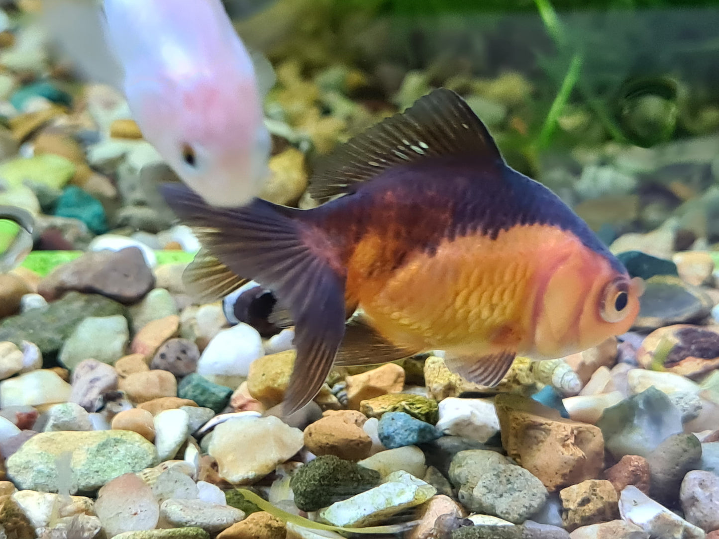 Red and black oranda fantail goldfish 2-3