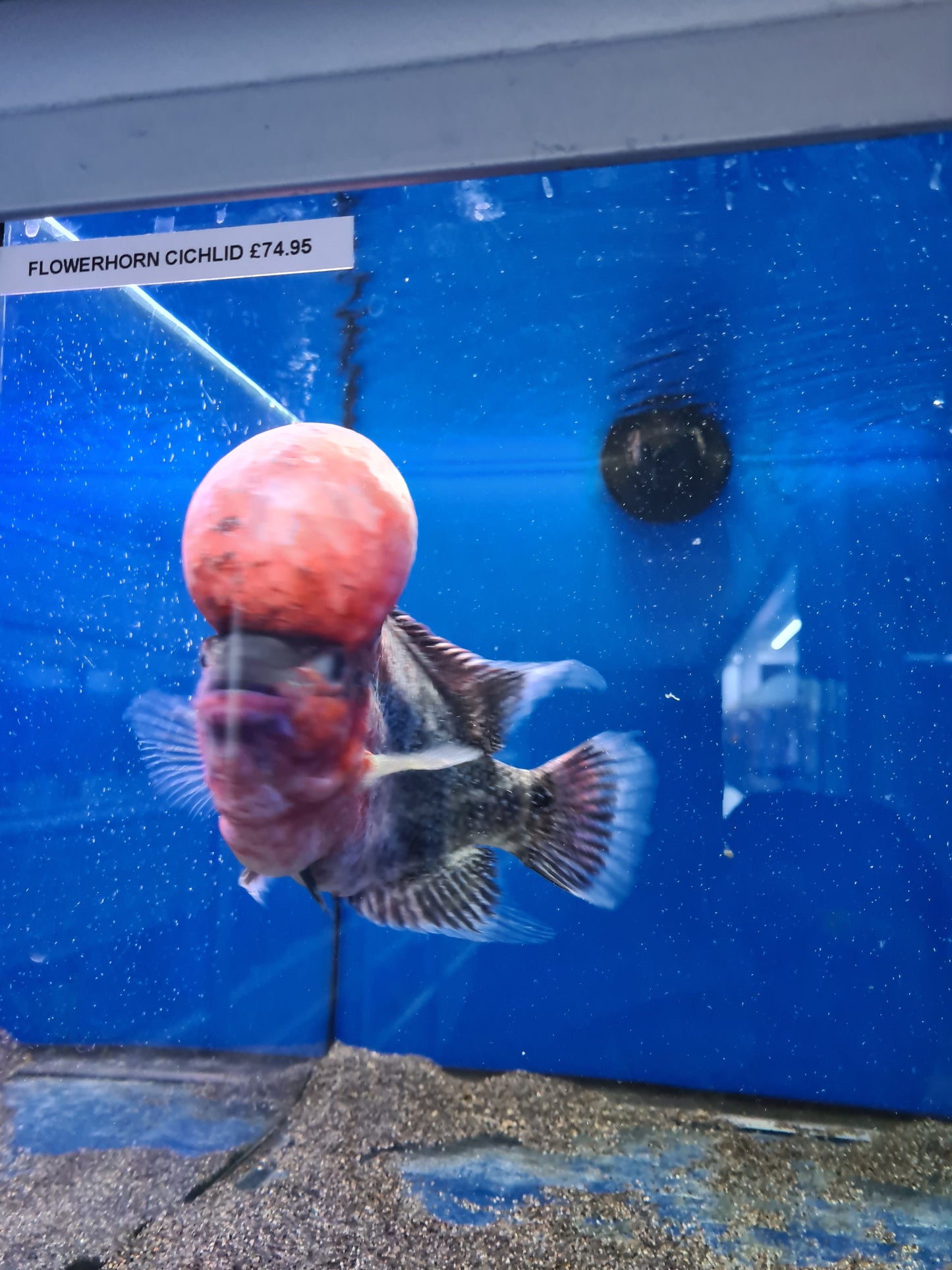 Flowerhorn red