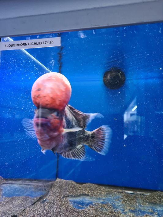 Flowerhorn red