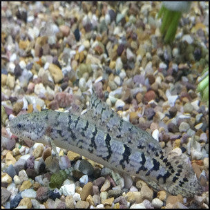 Tiger birchir (polypterus delhezi)