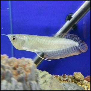 Silver arowana (8-10cm)