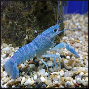 Blue crayfish