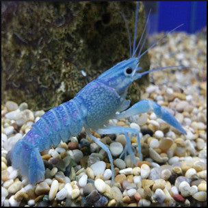 freshwater aquarium lobster