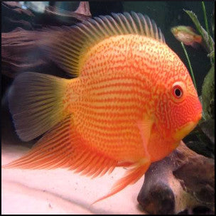 Severums