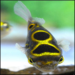 Figure 8 puffer