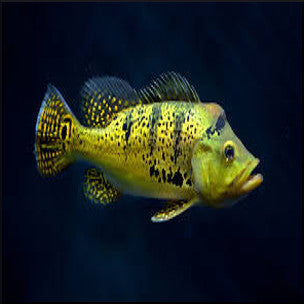 Golden peacock bass (kelberi)