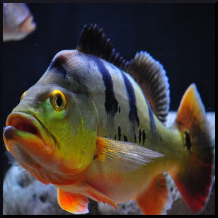 Monoculus peacock bass