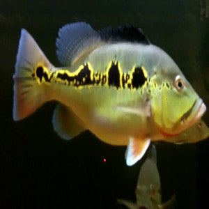 Peacock bass (orinoco)