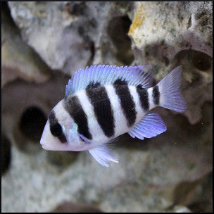 Frontosa cichlid