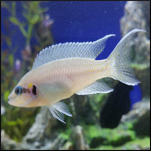 Brichardi cichlid