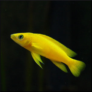 Leleupi cichlid (neolamprologus)