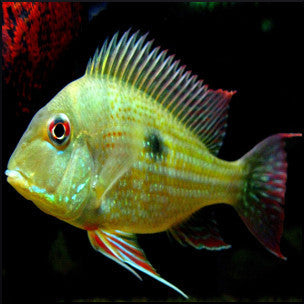 Surunimis Geophagus