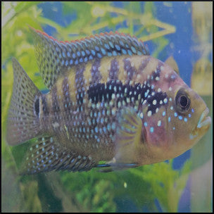 Jack dempsey cichlid