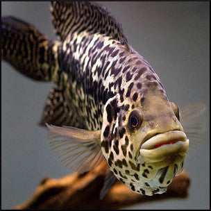 Jaguar cichlid