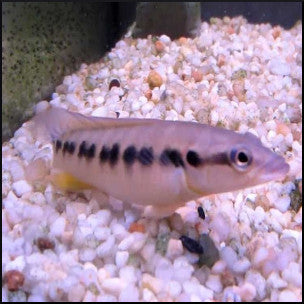 Pike cichlid