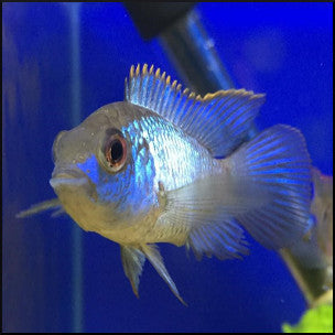 Electric blue acara