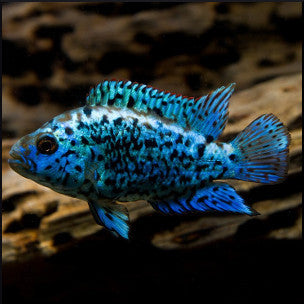 Electric blue jack dempsey