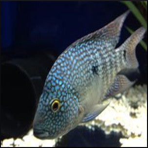 Texas cichlid