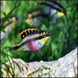 Kribensis cichlid