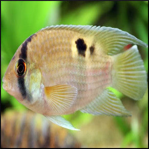 Keyhole cichlid