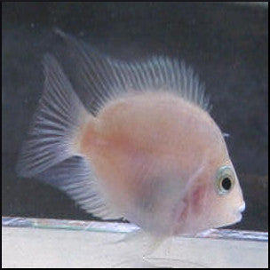 Albino pink convict cichlid