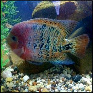 Synspilum cichlid