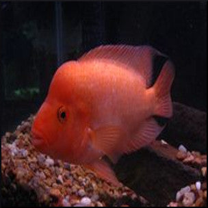 Midas cichlid