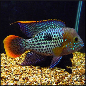 Green terror cichlid