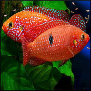 Jewel cichlid