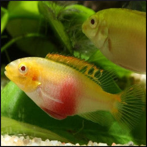 Albino Kribensis cichlid