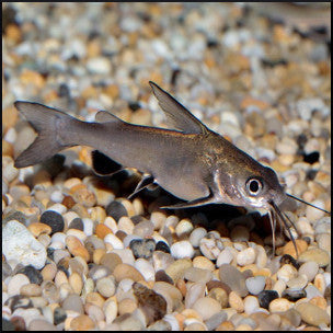 Jardini shark catfish