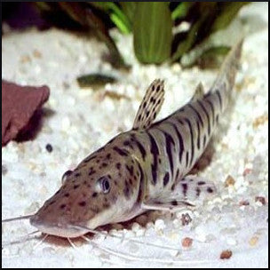 Tiger shovelnose catfish