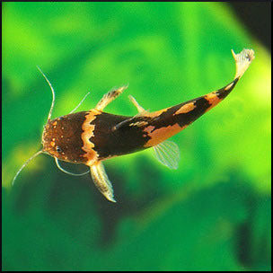 Bumble bee catfish