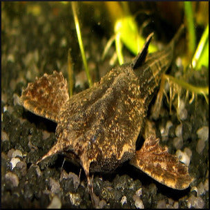 Banjo catfish