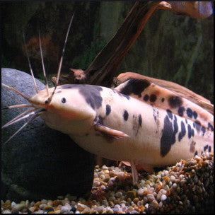 Clarius catfish