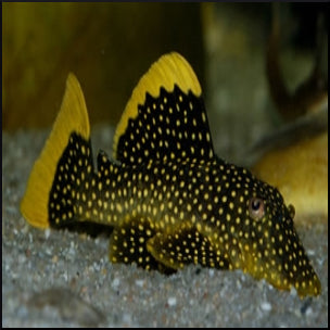 Gold nugget pleco L18